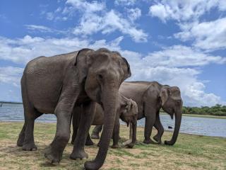Nice View Safari villa - Udawalawe - 6