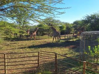 Finch Nest - Marloth Park - 2