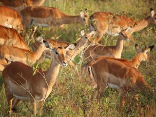Ubizane Zululand Tree Lodge - Hluhluwe - 8