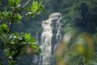 Blooming Rose Ella - 8