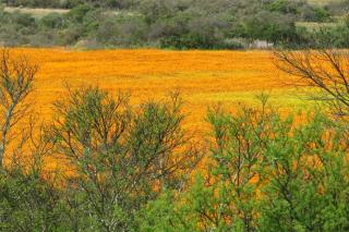 Soebatsfontein Guest Lodge - Soebatsfontein - 1