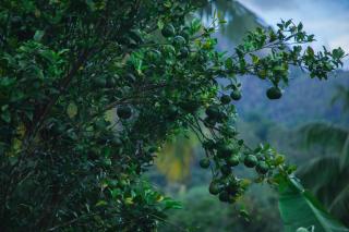 The Fika Casa Home Stay - Meenangadi - 1