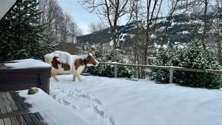 Luxurious Flat with Jacuzzi Sauna - Schönried - 7