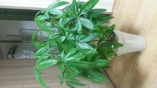 Green Guesthouse - 9
