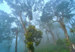The Yela Munnar by VOYE HOMES , Nestled in Cardamom Plantation - Munnar - 6