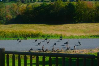 Catskills Retreat Lodge - Roxbury - 4
