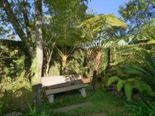 Forest and Ferns - Graskop - 1