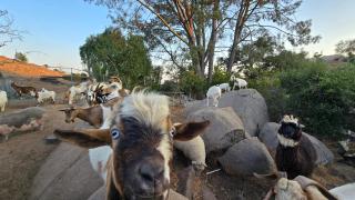 Splitrock - Palomar Vista - Fallbrook - 6