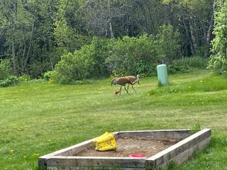 Raspberry Cottage - 7