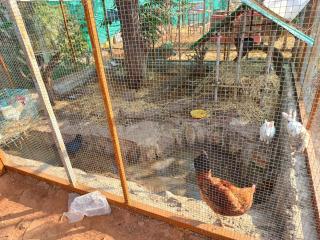 Gaushala and Cow Dung-Based Product Tourism - Bhopal - 5
