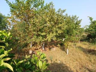 Gaushala and Cow Dung-Based Product Tourism - Bhopal - 4