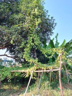 Gaushala and Cow Dung-Based Product Tourism - Bhopal - 1
