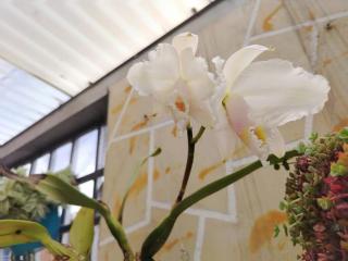 Amplia Casa a 10 min de la Basílica - Chiquinquirá - 6