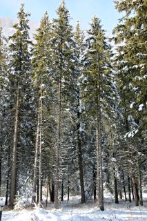 Hotel Petit Tournalin - Champoluc - 6