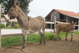 Agriturismo Richeton - Gaiarine - 2