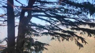 Nuts Fort Cottage Homestay Mussoorie Uttarakhand - 1