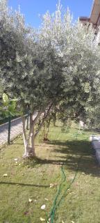 villaLemoon - Belek - 7