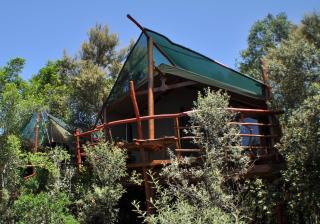 Teniqua Treetops - 4