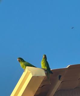 Suítes Grãos do Alto Caparaó - Alto Caparao - 3