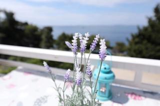 Apartments Djurdja - 8