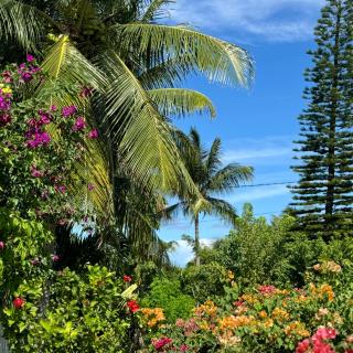 Les Jardins de Joyce - Le Moule - 9