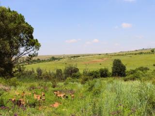 Jodev Farmstay - Krugersdorp - 1