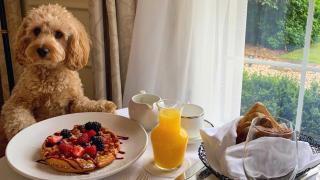 Dog Friendly, Romantic Mtn Getaway Hot Tub Pool - Gatlinburg - 9