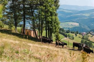 Raus Tiny House mit Blick über Almwiesen - - 8