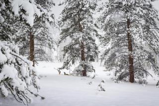 Elk Haven - 6