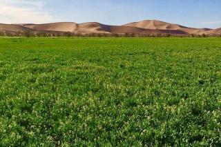 Erg Chigaga Wil Camp - 3