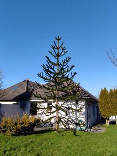 Ferienwohnung Steuerbord - Büsumer Deichhausen - 9
