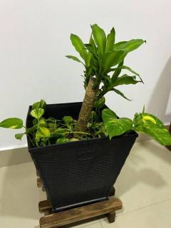 Apto Amoblado Balcones - Valledupar - 4