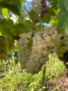Appartement dans un vignoble - 4