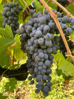 Appartement dans un vignoble - 3