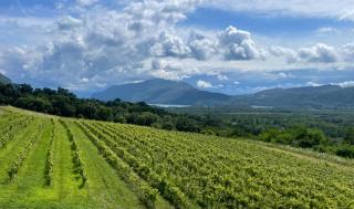Appartement dans un vignoble - 1