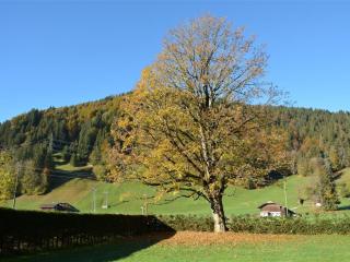Apartment Oberland Nr- 3 by Interhome - Gstaad - 8