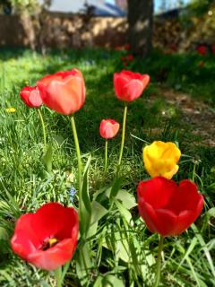 Delta Garden I - Bariloche - 6