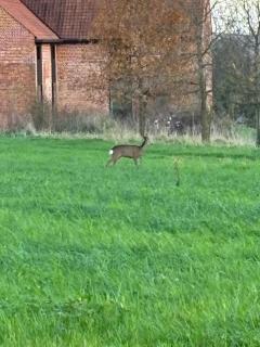 Les Pommiers Sauvages - 4