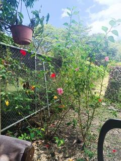 Nosara Hemp House - Nosara - 1