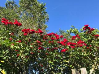 Fendalton Rose Garden Retreat Holiday Home - Christchurch - 5