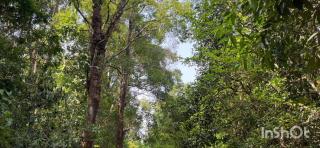 VANASHREE Homestay GALAMUDI GANDAGATTA SRINGERI - Sringeri - 3