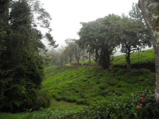 Villa Kinyonga, Camp Mawingu - Muheza - 6