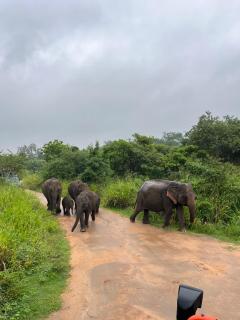 Thilina Homestay - Sigiriya - 9