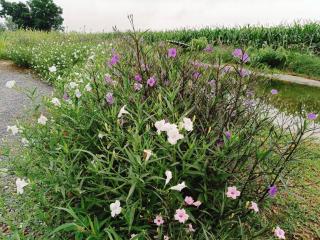 The Exclusive Baan Hinson Pool Villa - 1