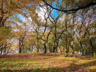 Norbury, woodland lodge with hot tub for 12 - 3