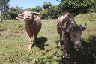 Sainam Holiday Home - 4