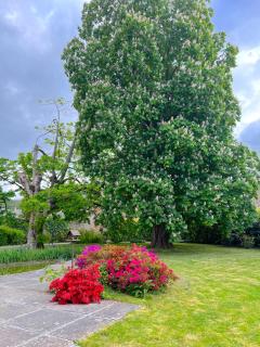 La Maison Gavraise - Gavray - 3