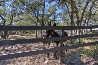 Red Donkey Cottage - Wimberley - 6