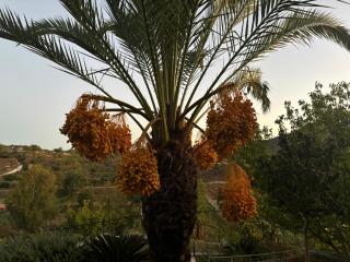 SOFROS VALLEY HILLS CHALET - Ayios Mamas - 5