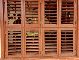 Greenheart Boutique Hotel - Paramaribo - 2